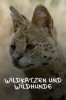 Wildkatzen und Wildhunde