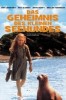 Das Geheimnis des Seehundbabys