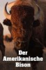 Der Amerikanische Bison