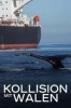 Kollision mit Walen - Der tödliche Schiffsverkehr