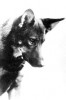 Rin-Tin-Tin