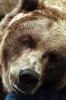 Bart the Bear