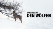 Unterwegs mit den Wölfen