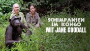 Schimpansen im Kongo mit Jane Goodall