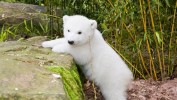 Eisbär Flocke - Geschichten aus dem Tiergarten Nürnberg