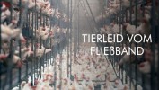 Tierleid vom Fließband