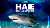 Sharks of the Bermuda Triangle