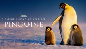Die geheimnisvolle Welt der Pinguine