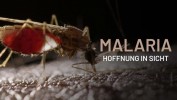 The Battle to Beat Malaria