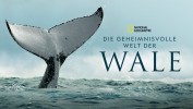 Die geheimnisvolle Welt der Wale