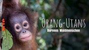 Orang-Utans - Borneos Waldmenschen