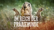 Im Reich der Präriehunde