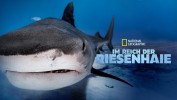Im Reich der Riesenhaie