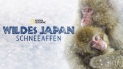 Wildes Japan: Schneeaffen